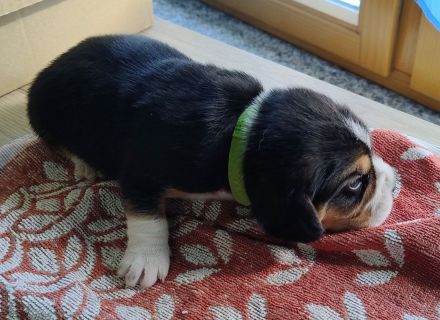 Beagle Welpen Tricolor - Reinrassig (noch 5 Welpen)