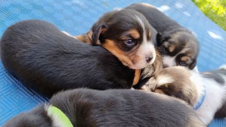 Beagle Welpen Tricolor - Reinrassig (noch 5 Welpen)