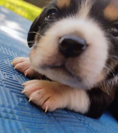 Beagle Welpen Tricolor - Reinrassig (noch 5 Welpen)
