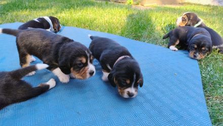 Beagle Welpen Tricolor - Reinrassig (noch 4 Welpen)