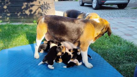 Beagle Welpen Tricolor - Reinrassig (noch 4 Welpen)