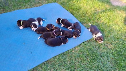 Beagle Welpen Tricolor - Reinrassig (noch 4 Welpen)