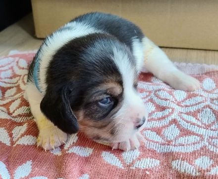 Beagle Welpen Tricolor - Reinrassig (noch 5 Welpen)