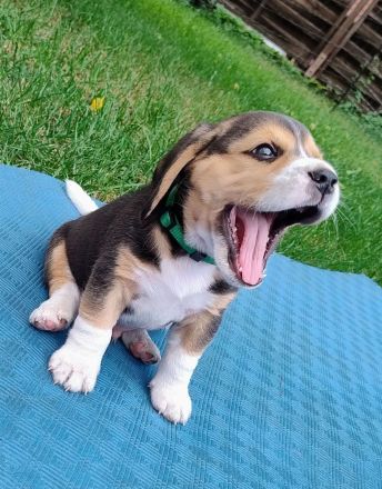 Beagle Welpen Tricolor - reinrassig, nur noch 2 Rüden
