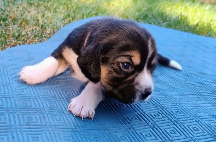 Beagle Welpen Tricolor - Reinrassig (noch 4 Welpen)