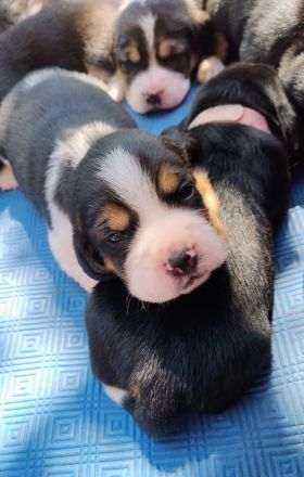 Beagle Welpen Tricolor - Reinrassig (noch 5 Welpen)