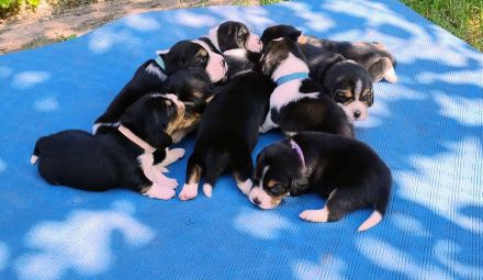 Beagle Welpen Tricolor - Reinrassig (noch 5 Welpen)