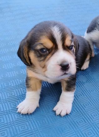 Beagle Welpen Tricolor - Reinrassig (noch 4 Welpen)