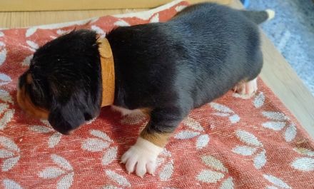 Beagle Welpen Tricolor - Reinrassig (noch 5 Welpen)