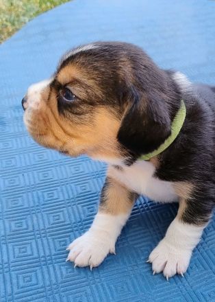 Beagle Welpen Tricolor - Reinrassig (noch 4 Welpen)