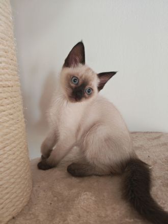 Siam Kitten / Lilac Point / Seal Point