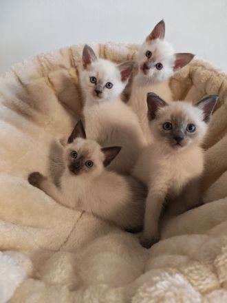 Siam Kitten / Lilac Point / Seal Point