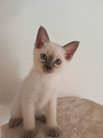 Siam Kitten / Lilac Point / Seal Point