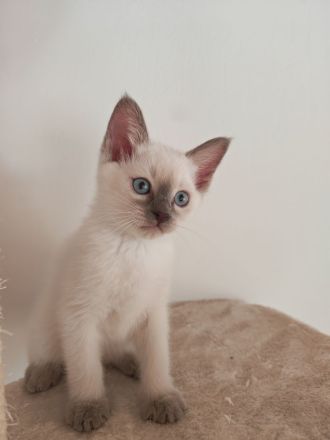 Siam Kitten / Lilac Point / Seal Point