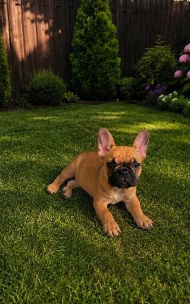 Französische Bulldogge,