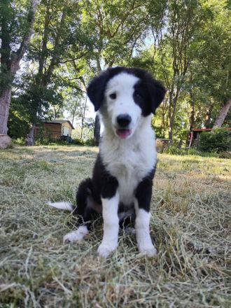 Liebevoll aufgezogene, reinrassige Border Collie Welpen suchen ein neues Zuhause