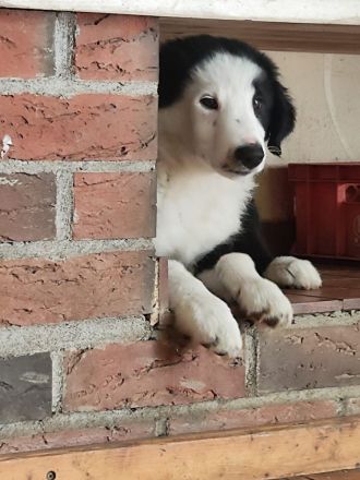 Liebevoll aufgezogene, reinrassige Border Collie Welpen suchen ein neues Zuhause