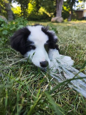 Liebevoll aufgezogene, reinrassige Border Collie Welpen suchen ein neues Zuhause