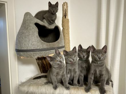 Chartreux (Kartäuser) -Kätzchen