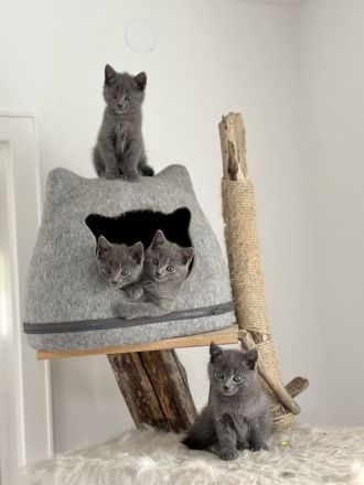 Chartreux (Kartäuser) -Kätzchen
