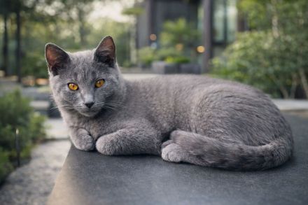 Chartreux (Kartäuser) -Kätzchen
