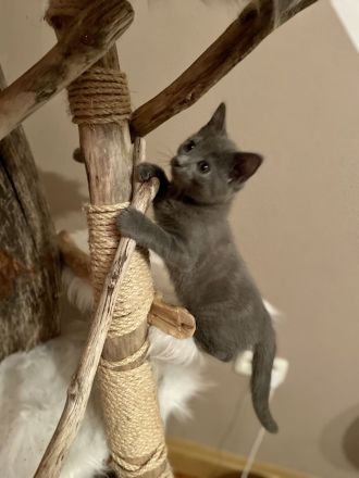 Chartreux (Kartäuser) -Kätzchen