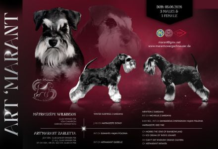 Zwergschnauzer Welpen schwarz-silber PSK/VDH