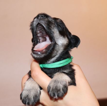Zwergschnauzer Welpen schwarz-silber PSK/VDH