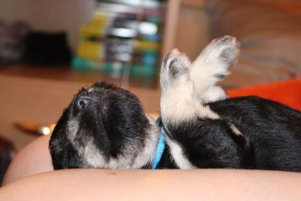 Zwergschnauzer Welpen schwarz-silber PSK/VDH