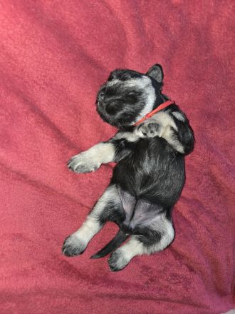 Zwergschnauzer Welpen schwarz-silber PSK/VDH