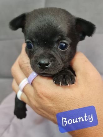 Chihuahua Welpen