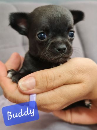 Chihuahua Welpen