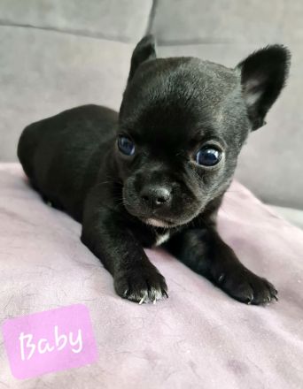 Chihuahua Welpen