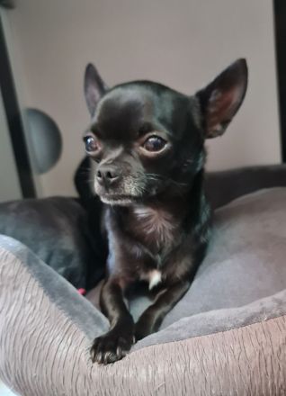 Chihuahua Welpen
