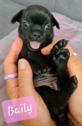 Chihuahua Welpen