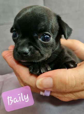 Chihuahua Welpen