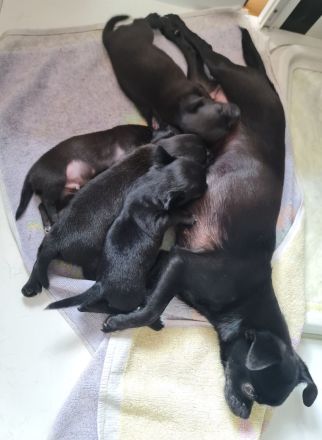 Chihuahua Welpen