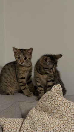 Katzen 2 EKH Kitten (Kater & Katze) gemeinsam abzugeben
