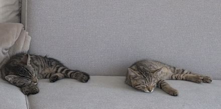 Katzen 2 EKH Kitten (Kater & Katze) gemeinsam abzugeben
