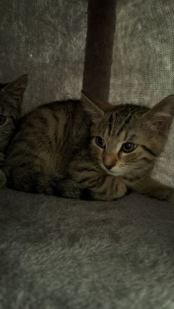 Katzen 2 EKH Kitten (Kater & Katze) gemeinsam abzugeben