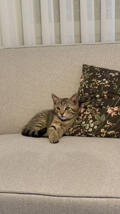 Katzen 2 EKH Kitten (Kater & Katze) gemeinsam abzugeben