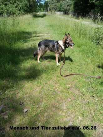 Melissa, sehr lieb zu Mensch und Hund