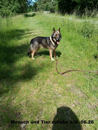 Melissa, sehr lieb zu Mensch und Hund