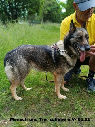 Melissa, sehr lieb zu Mensch und Hund