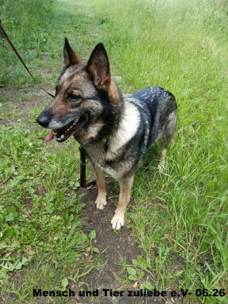 Melissa, sehr lieb zu Mensch und Hund