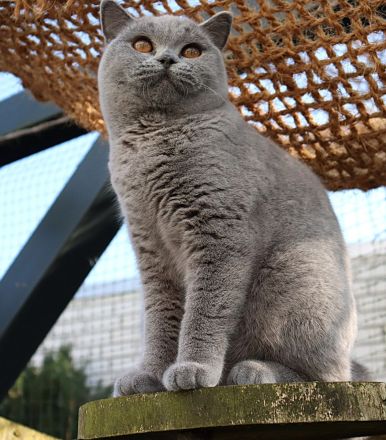 Reinrassige Britischkurzhaar Kitten mit Stammbaum von Züchter