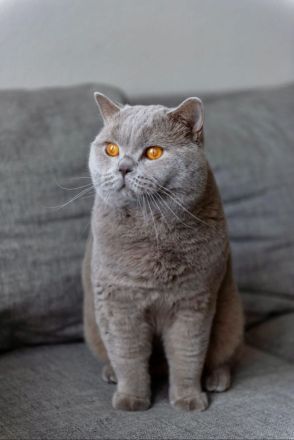 Reinrassige Britischkurzhaar Kitten mit Stammbaum von Züchter