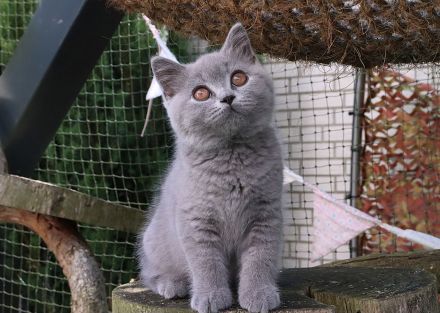 Reinrassige Britischkurzhaar Kitten mit Stammbaum von Züchter