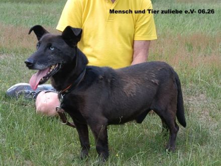 Elmo sucht Ruhe und Sicherheit