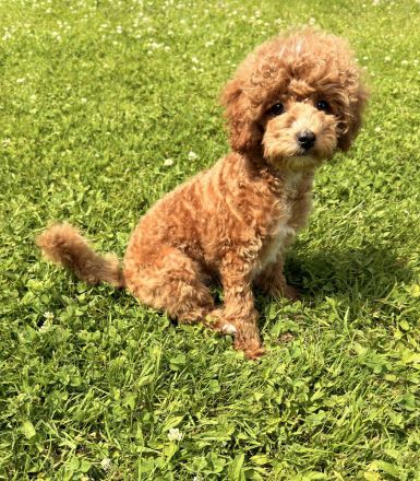 🐩 Wunderschöne Toypudel-Hündin „Alani“ mit Stammbaum sucht ihr Traumzuhause 🏡